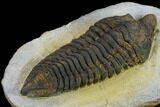 Rare, Calymenid (Pradoella) Trilobite - Jbel Kissane, Morocco #131341-1